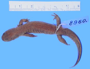 Media type: image; Herpetology A-8960